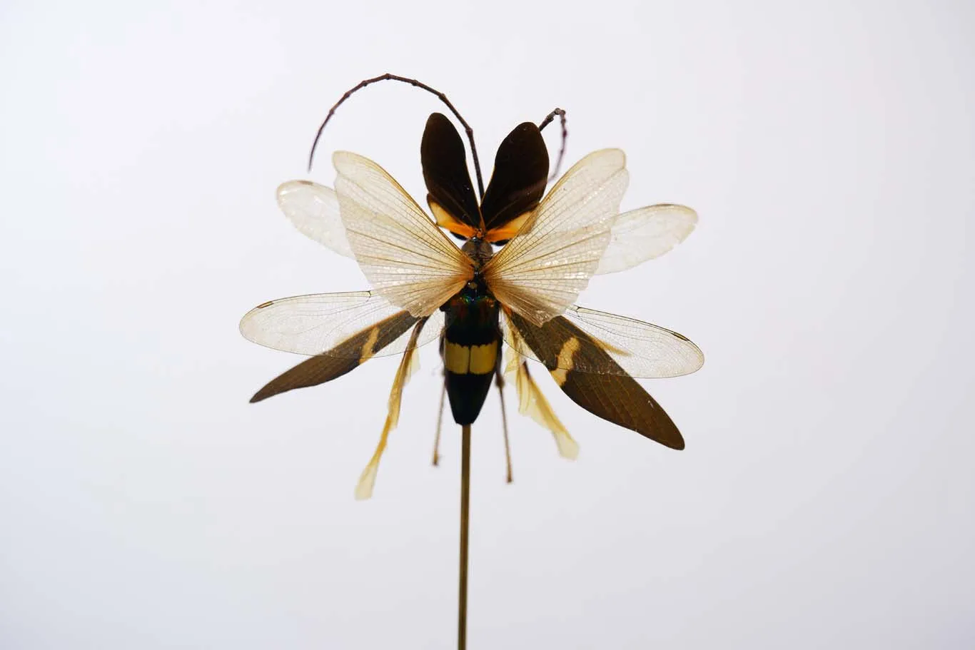 Chimera Taxidermy - Sunset Hunter Fairy