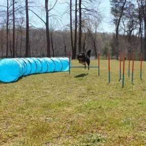 Dog Agility Set