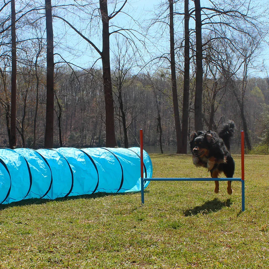 Dog Agility Set