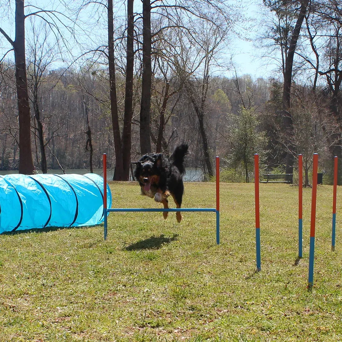 Dog Agility Set