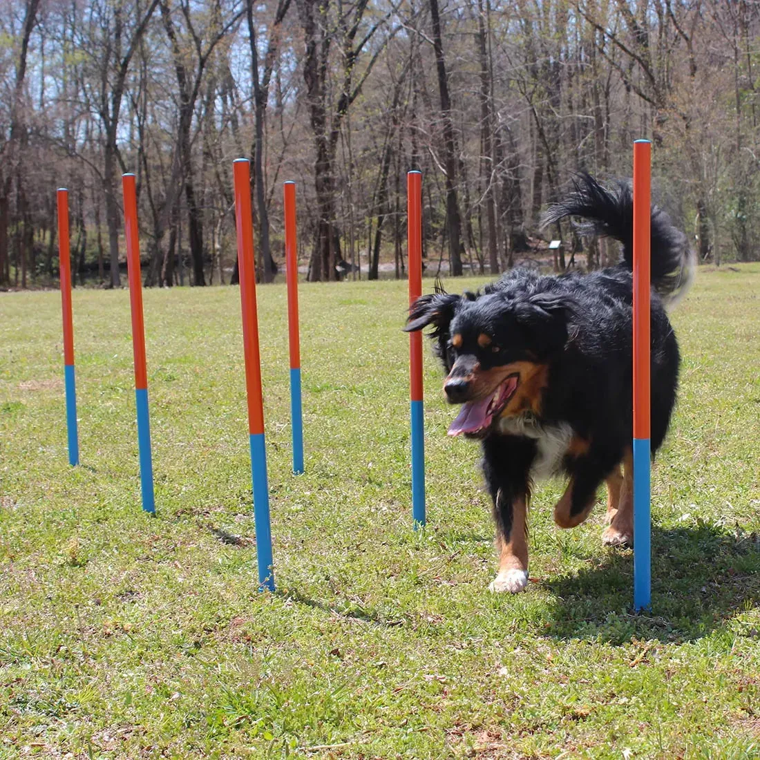 Dog Agility Set